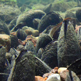 Underwater photo of Scotland and the UK’s most important freshwater pearl mussel river; the only river in natural unexploited reference condition (© Donald Shields).