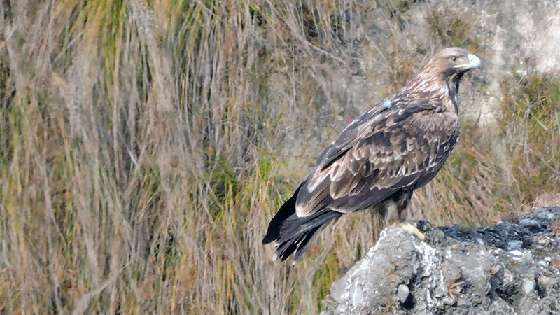 Golden Eagle