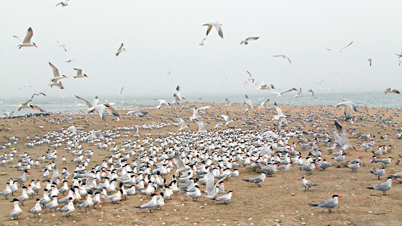 Royal Tern